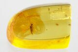 Detailed Fossil Parasitic Wasp (Apocrita) in Baltic Amber #372513-1